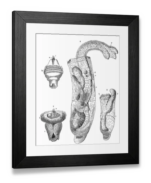 Framed Print : Larva of Dentalium in various stages of development