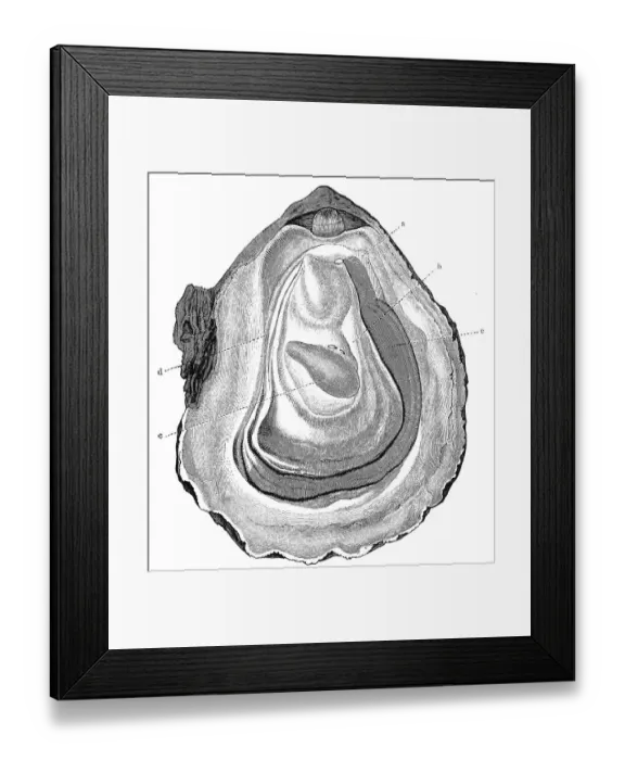 Framed Print : Opened oyster, Pacific oyster (Crassostrea gigas)