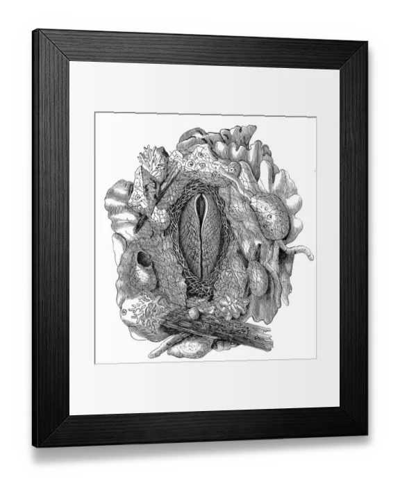 Framed Print : Nest of the rock shell, Lima hians