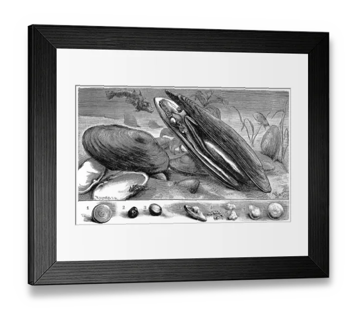 Framed Print : River pearl mussel, Margaritana margaritifera Framed Print : River pearl mussel, Margaritana margaritifera