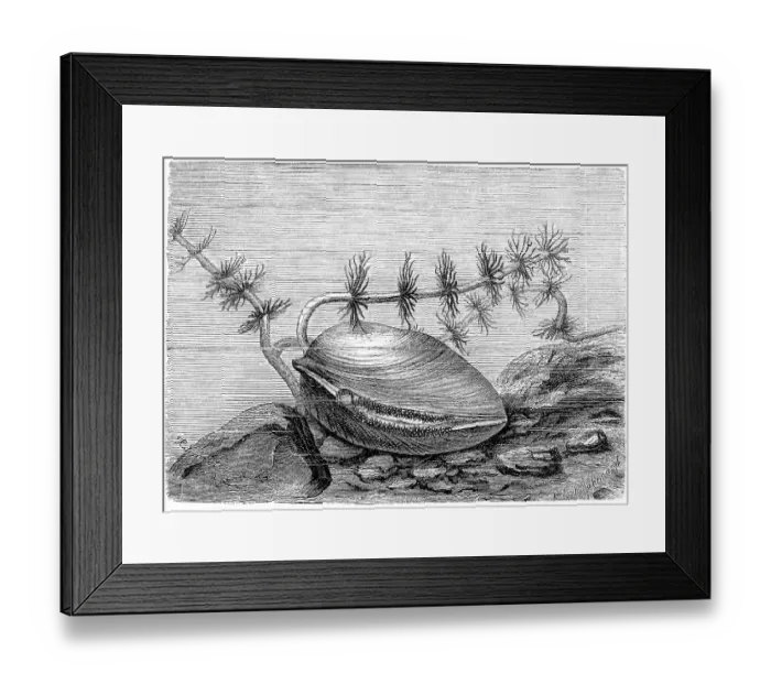 Framed Print : Large swan mussel (Anodonta cygnea)