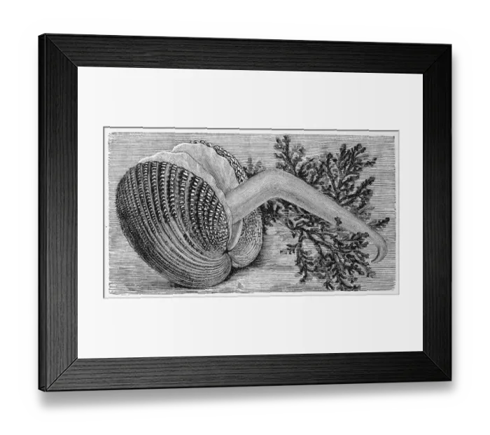 Framed Print : Spiny cockle, Cardium echinatum