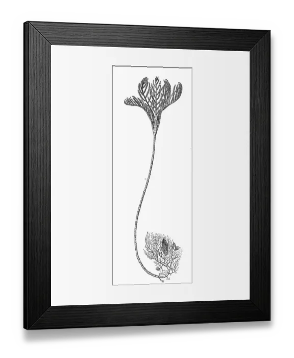 Framed Print : Root hair star, Rhizocrinus loffotensis Framed Print : Root hair star, Rhizocrinus loffotensis