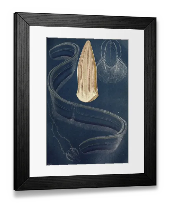 Framed Print : Ctenophores: 1. beroe forskalii, 2