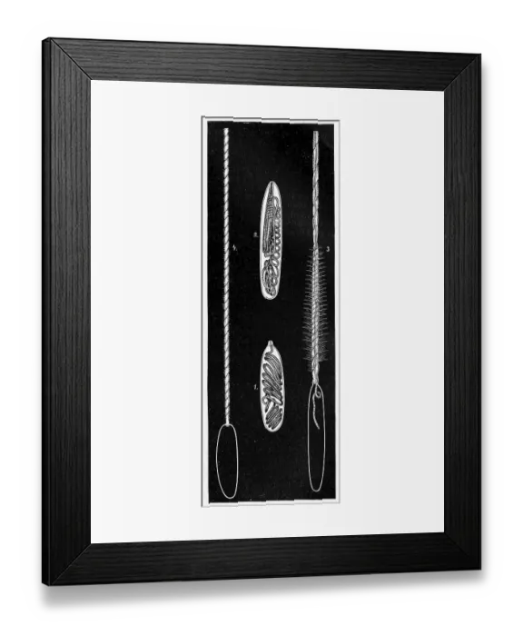 Framed Print : Ressel capsules with thread turned in Framed Print : Ressel capsules with thread turned in