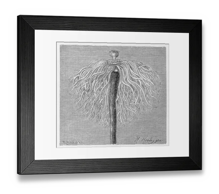 Framed Print : Monocaulus imperator, Historical