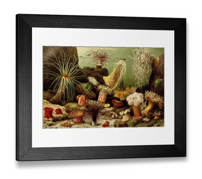 Framed Print : Sea anemones (Actiniaria), also called water lilies Framed Print : Sea anemones (Actiniaria), also called water lilies