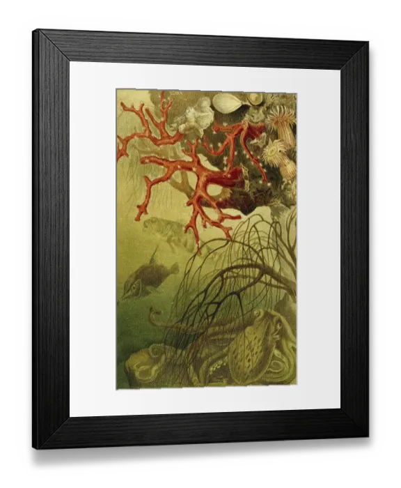 Framed Print : Red coral (Corallium rubrum), also called red coral or blood coral