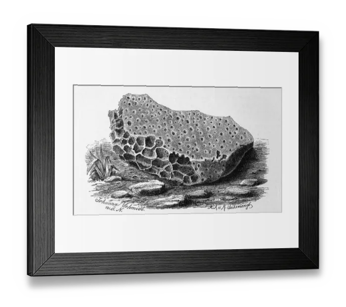 Framed Print : Limestone perforated by the boring sponge
