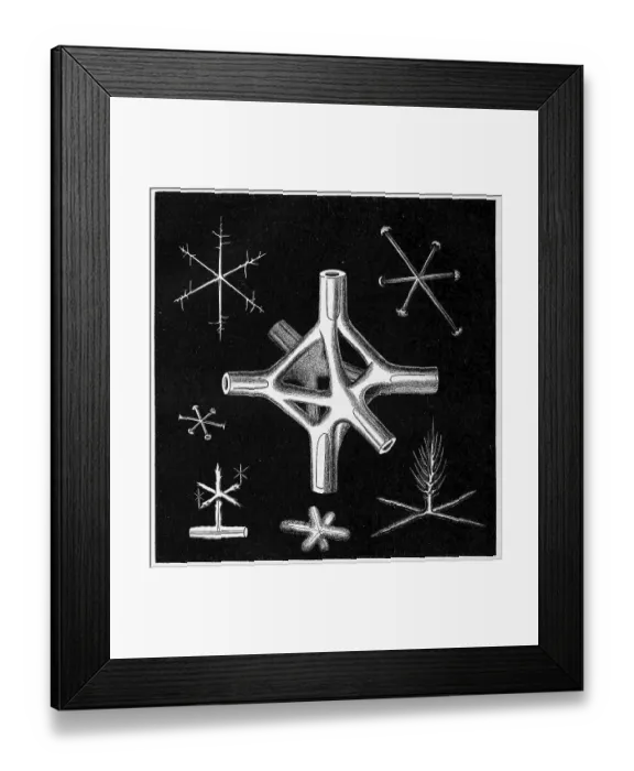 Framed Print : Nodal octahedron of a fossil ventriculite Framed Print : Nodal octahedron of a fossil ventriculite