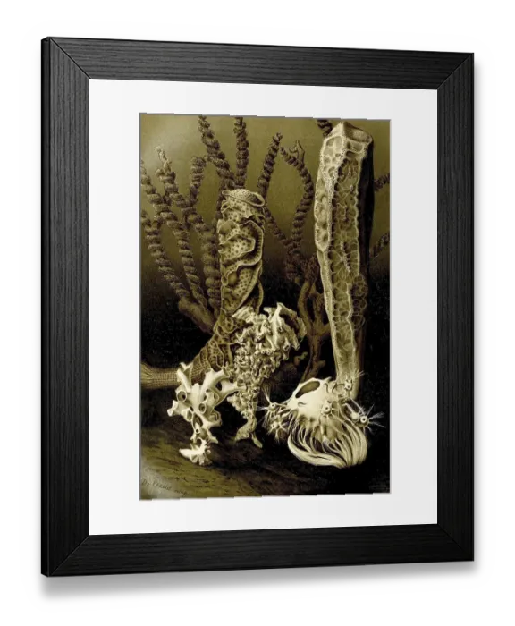 Framed Print : Glass (Hexactinellida) sponge, a class from the phylum