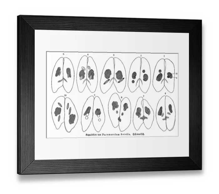 Framed Print : Copulation of Paramaecium aurelia