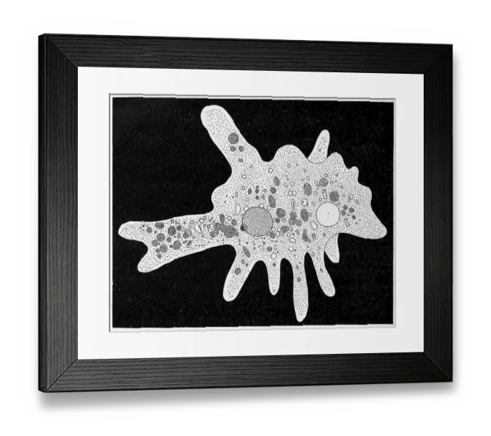 Framed Print : Amoeba proteus, a large species of amoeba closely related to another genus of giant amoebae