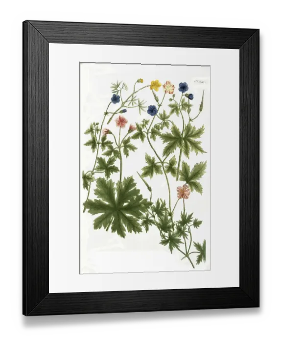 Framed Print : Botany, Plants, Cranesbill, Geranium batrachoides Framed Print : Botany, Plants, Cranesbill, Geranium batrachoides