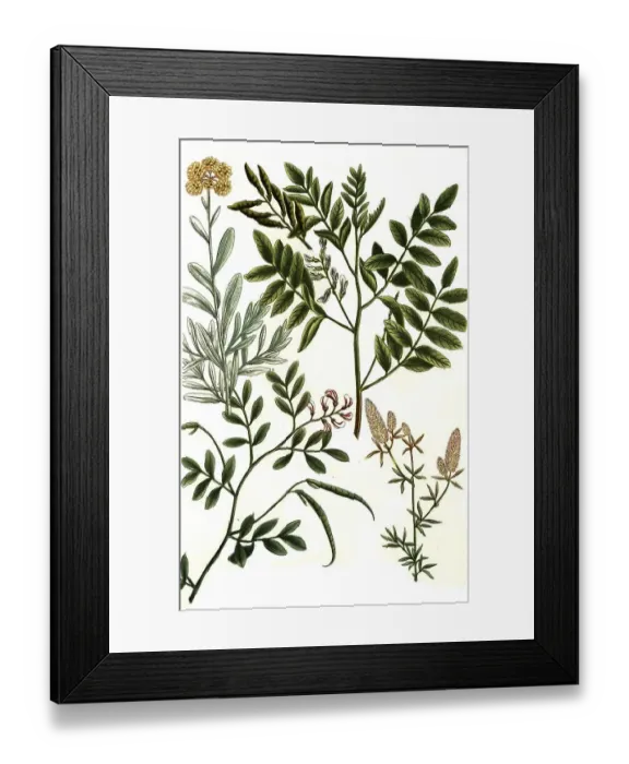 Framed Print : Botany, Plants, Sweetroot, Glyzyrrhiza sylvestris