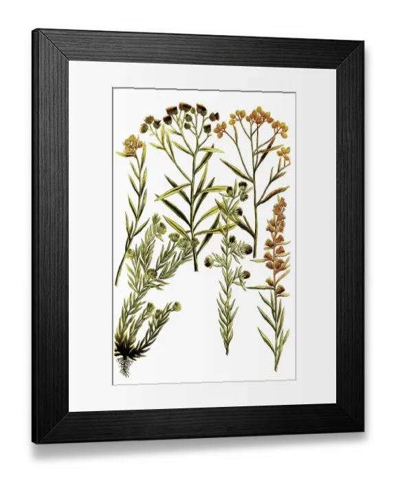 Framed Print : Botany, Plants, Gnaphalium, Different varieties of dysentery weed Framed Print : Botany, Plants, Gnaphalium, Different varieties of dysentery weed