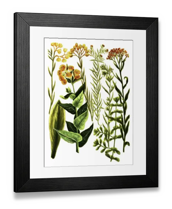 Framed Print : Botany, Plants, Gnaphalium, Different varieties of dysentery weed Framed Print : Botany, Plants, Gnaphalium, Different varieties of dysentery weed