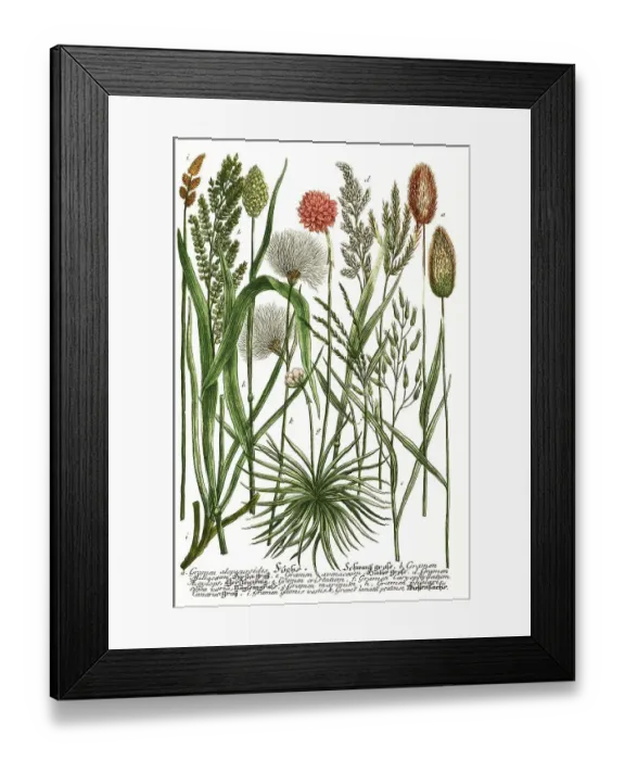 Framed Print : Botany, plants, different grass varieties Framed Print : Botany, plants, different grass varieties