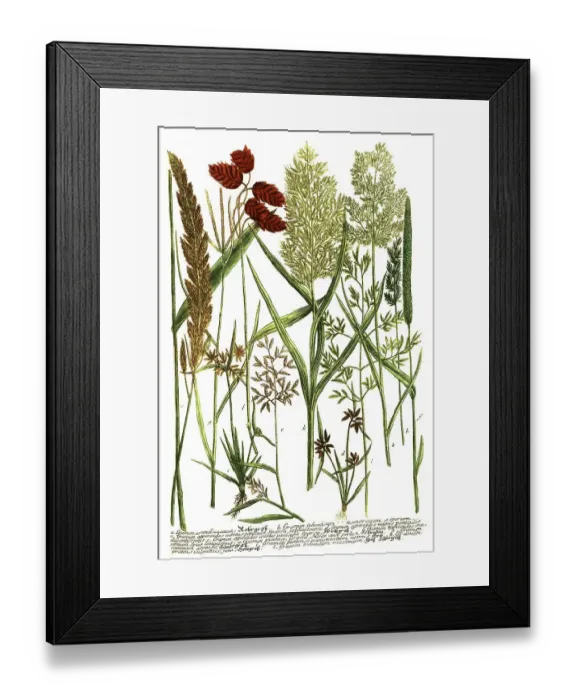 Framed Print : Botany, plants, various grasses, a Framed Print : Botany, plants, various grasses, a