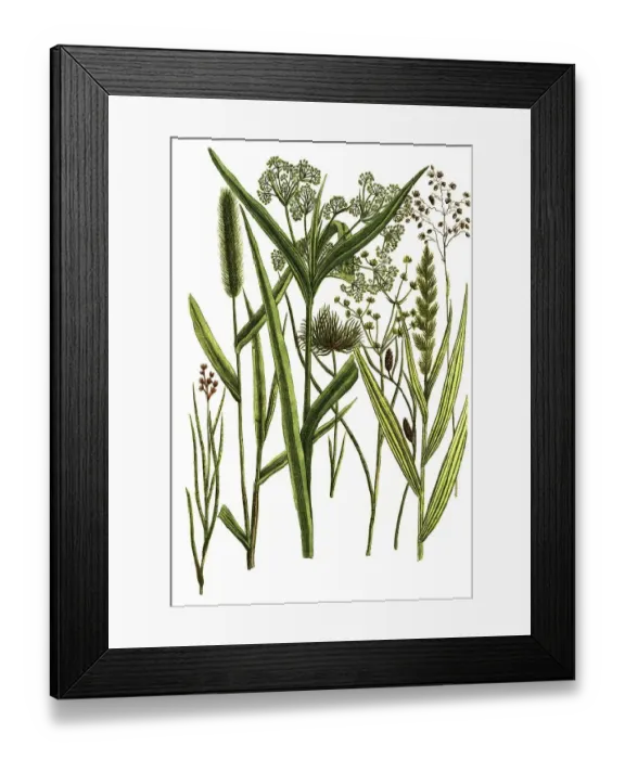 Framed Print : Botany, Plants, Gramen cyperoides Cyprus grass