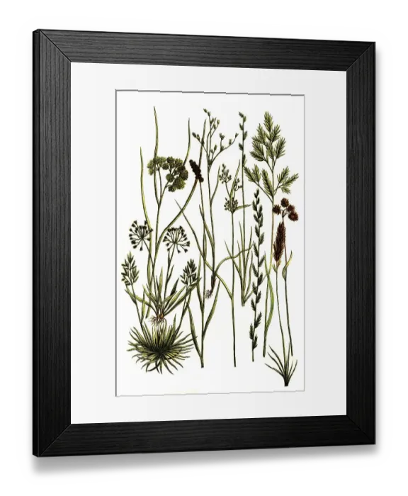Framed Print : Botany, Plants, Gramen buffy-headed marmoset (flavescente) Framed Print : Botany, Plants, Gramen buffy-headed marmoset (flavescente)
