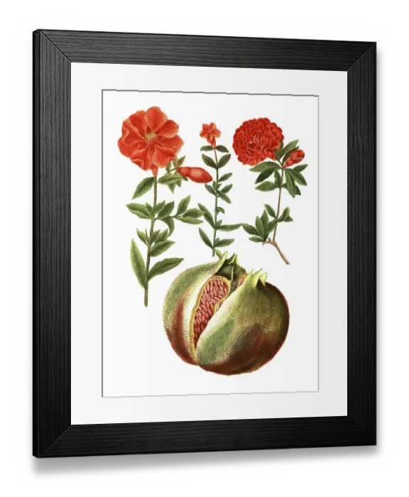 Framed Print : Botany, Plants, Pomegranate (Punica granatum)