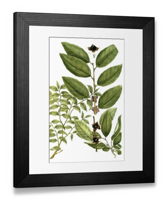 Framed Print : Botany, Plants, Guajacana angustifolia Framed Print : Botany, Plants, Guajacana angustifolia