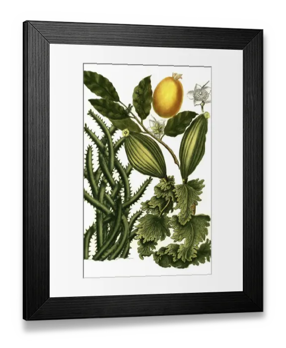 Framed Print : Botany, Plants, Guanabanus javanensis and Guajava indica