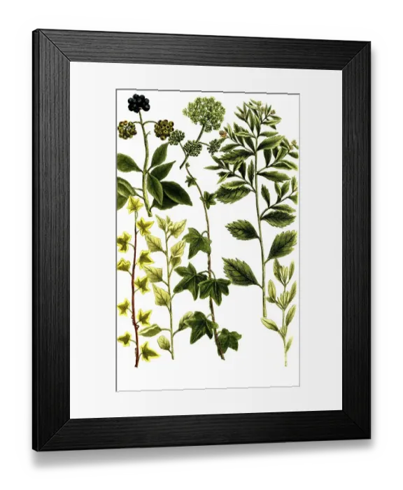 Framed Print : Botany, Plants, Halimus fructicosa Meermelde Framed Print : Botany, Plants, Halimus fructicosa Meermelde