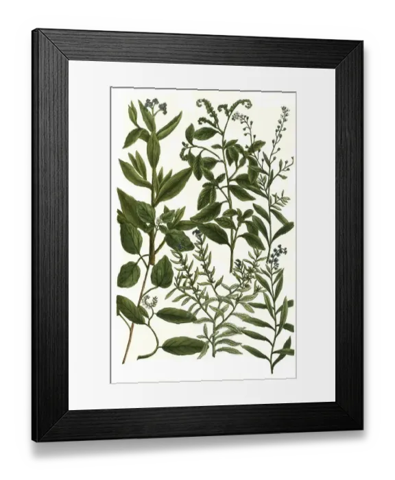 Framed Print : Botany, plants, different species of Heliotropium