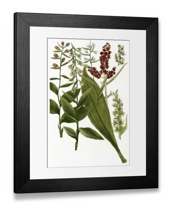 Framed Print : Botany, Plants, Broad-leaved hellebore (Helleborus) with subspecies