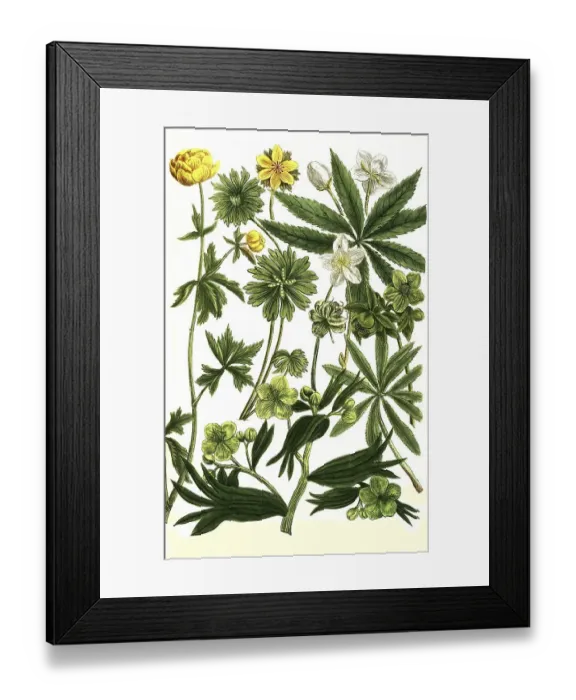 Framed Print : Botany, hellebore (Helleborus) niger foetitus syn Framed Print : Botany, hellebore (Helleborus) niger foetitus syn