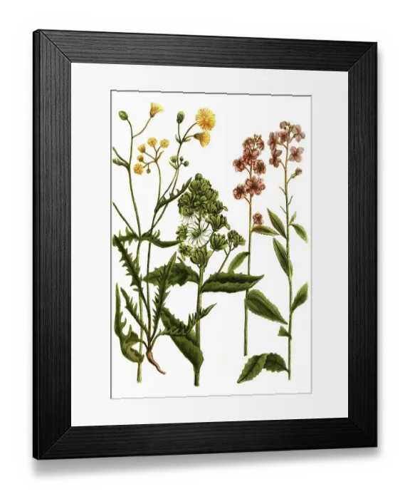 Framed Print : Botany, Plants hortensis Common rocket (Hesperis)