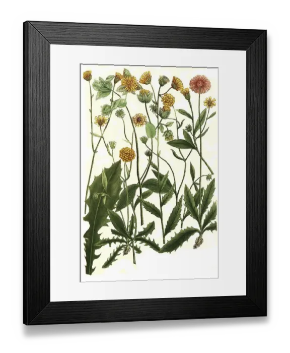Framed Print : Botany, plants, various species of