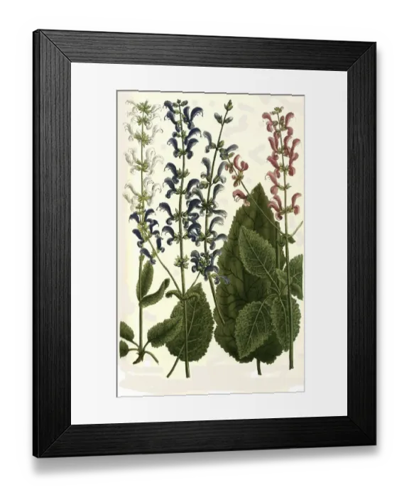 Framed Print : Botany, plants, Horminum, different species of sage (Salvia) pratense