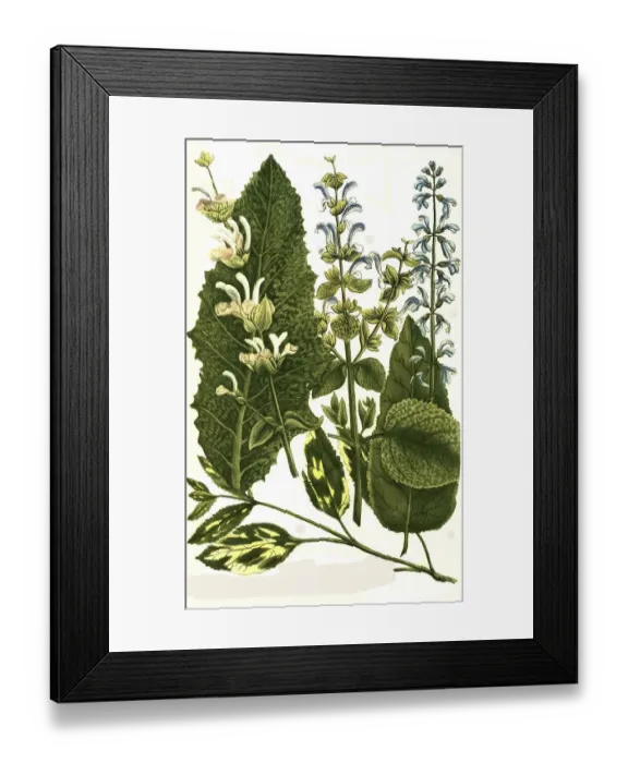 Framed Print : Botany, plants, Horminum, different species of sage (Salvia) sylvestris