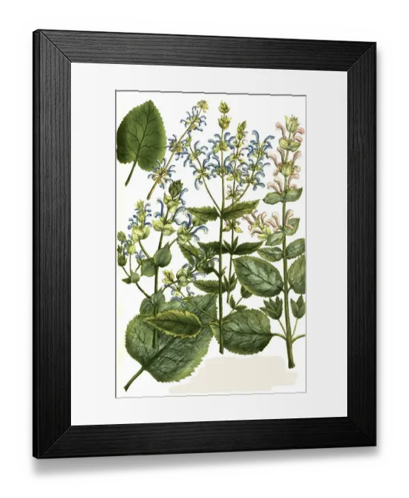 Framed Print : Botany, plants, Horminum, various species of sage (Salvia) ethyopicum Framed Print : Botany, plants, Horminum, various species of sage (Salvia) ethyopicum