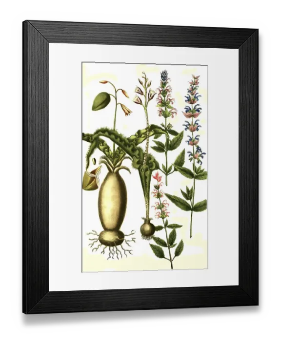 Framed Print : Botany (Hyacinthus) plants, a. Horminum peregrinum foliis