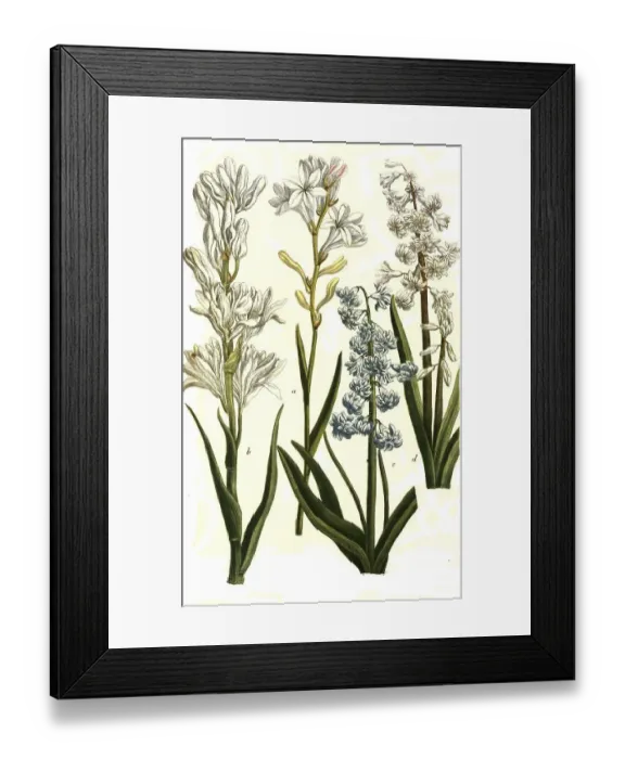 Framed Print : Botany, plants, various forms of hyacinth (Hyacinthus) indicus tuberosus tuberose Framed Print : Botany, plants, various forms of hyacinth (Hyacinthus) indicus tuberosus tuberose