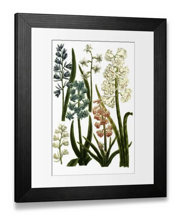 Framed Print : Botany, plants, various forms of the hyacinth (Hyacinthus) maximus (orientalis) Framed Print : Botany, plants, various forms of the hyacinth (Hyacinthus) maximus (orientalis)