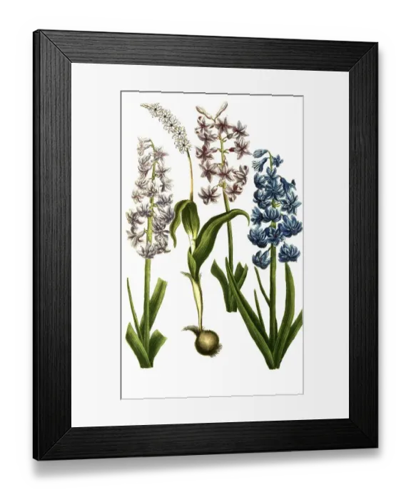 Framed Print : Botany, plants, various forms of the garden hyacinth (Hyacinthus orientalis) Framed Print : Botany, plants, various forms of the garden hyacinth (Hyacinthus orientalis)