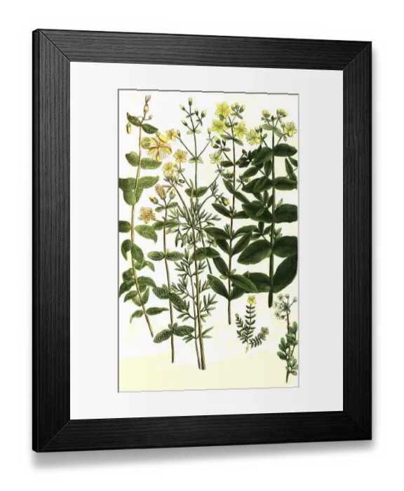 Framed Print : Botany, plants, species of st johns wort (Hypericum)