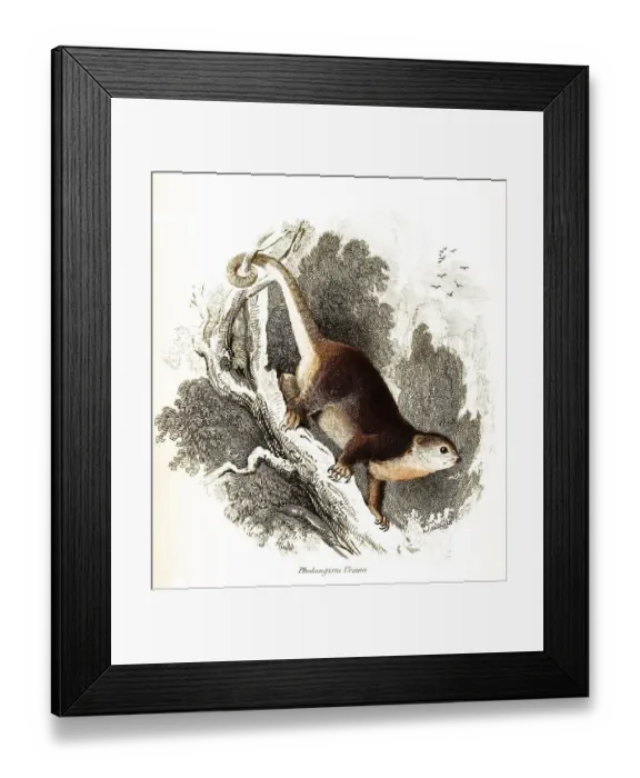 Framed Print : Phalangista ursina syn, sulawesi bear cuscus (Ailurops ursinus)
