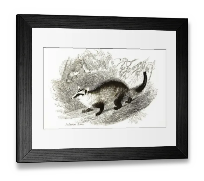 Framed Print : White-eared (marsupialia) opossum (Didelphis albiventris)