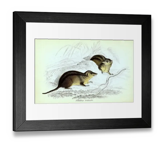 Framed Print : Opossum, Didelphys tristata, Historical Framed Print : Opossum, Didelphys tristata, Historical