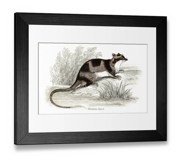 Framed Print : Water (marsupialia) opossum or yapok Framed Print : Water (marsupialia) opossum or yapok