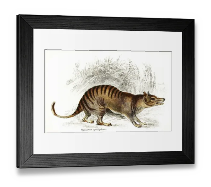 Framed Print : Pouched (marsupialia) wolf, also Tasmanian wolf (Thylacinus cynocephalus)