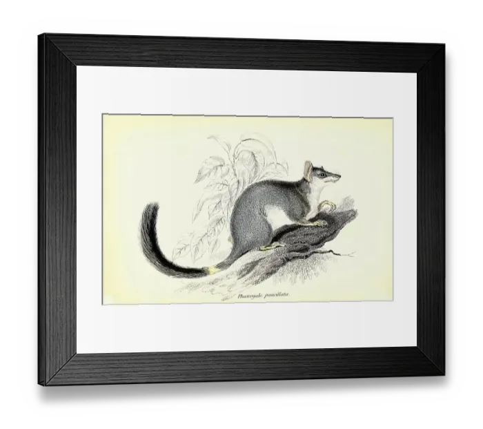 Framed Print : Phascogale penicillata, Pinselschwanzbeutler Framed Print : Phascogale penicillata, Pinselschwanzbeutler