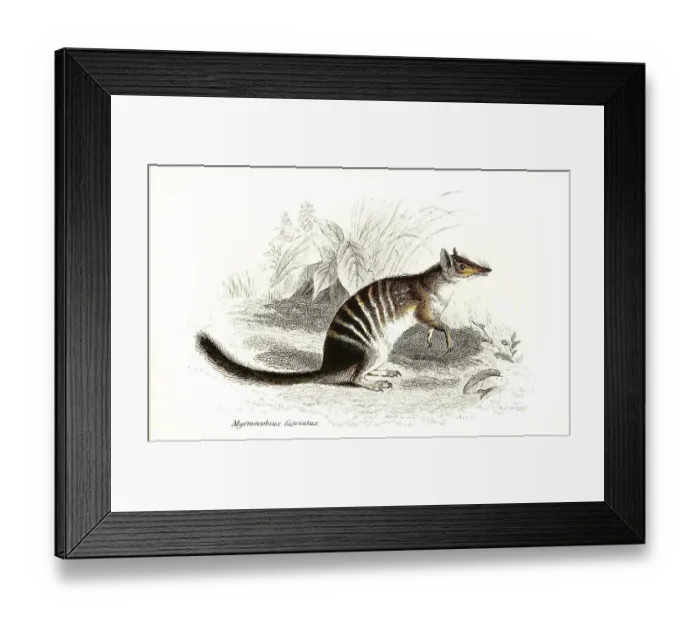 Framed Print : Numbat (Myrmecobius fasciatus) Framed Print : Numbat (Myrmecobius fasciatus)