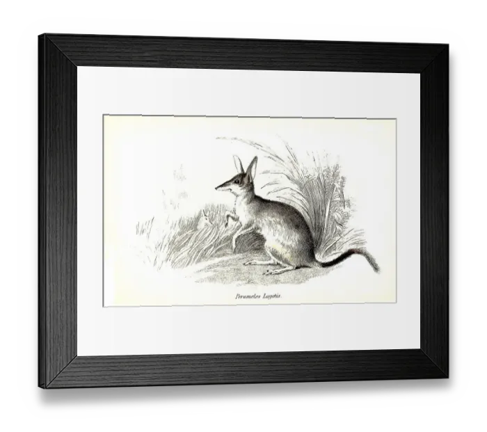 Framed Print : Perameles lagotis, Great Rabbit-nosed Butcher (Macrotis lagotis) Framed Print : Perameles lagotis, Great Rabbit-nosed Butcher (Macrotis lagotis)